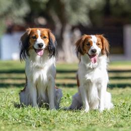 Nederlandse Kooikerhondje puppies from Criterion Kooikerhondjes