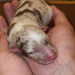 Australian Shepherd Puppies from Wilder than the west Standard Australian shepherds