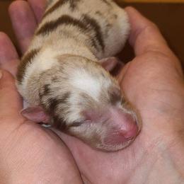 Australian Shepherd Puppies from Wilder than the west Standard Australian shepherds