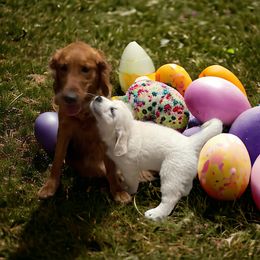 Golden Retriever Puppies from Family Loved Golden Retrievers