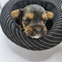 Yorkshire Terrier Puppies from Lady A's Yorkies