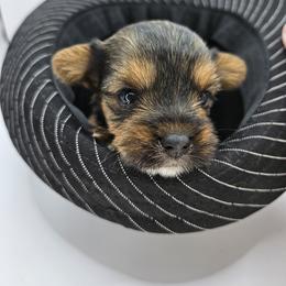 Yorkshire Terrier Puppies from Lady A's Yorkies
