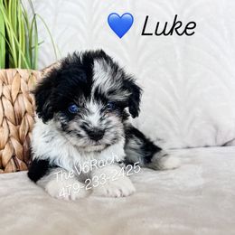 Boy 3 - male Aussiedoodle puppy in Sulphur Bluff, Texas from V6 Ranch Dogs