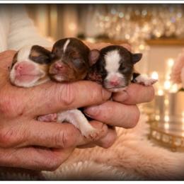 Yorkshire Terrier puppies from Danielle's Yorkie Babies