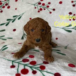 Yellow Collar Female - Apricot female Goldendoodle puppy in Pasadena, Texas from Knightsbane Standard Poodles