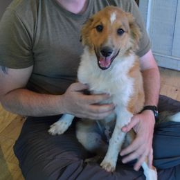 Echo - Sable and white Old Time Scotch Collie puppy in Conifer, Colorado from Secret Spring Ranch