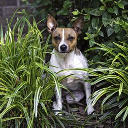Aster - American Hairless Terrier