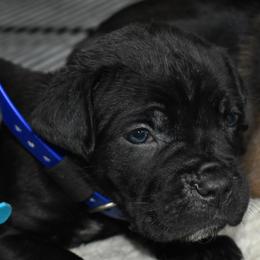 Blue - Black male Cane Corso puppy in Sault Ste Marie, Michigan from Willow Creek Cane Corsos