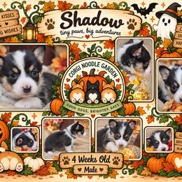 Shadow - Black and tan male Pembroke Welsh Corgi puppy in Garden Grove, California from Corgi Noodles Garden
