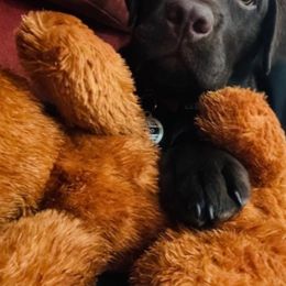 Labrador Retriever Puppies from Stone Haven Labradors