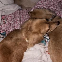 Dachshunds from Teenie Tiny Dachshunds