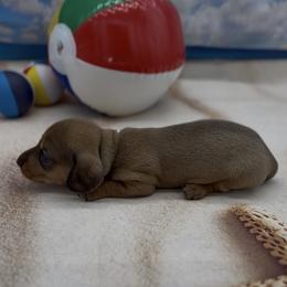 Shaded Red Wirehair Male - Red male Dachshund puppy in Killeen, Texas from Southern Dachshunds