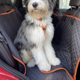Aussiedoodle and Australian Shepherd Puppies from Junipersdoodles