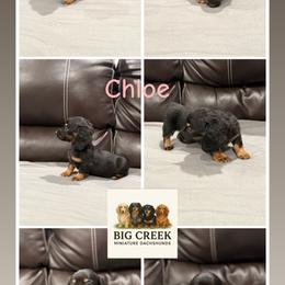 Chloe - Black and tan female Dachshund puppy in Durant, Oklahoma from Big Creek Mini Dachshund