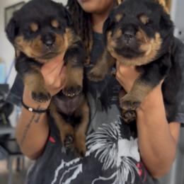 Rottweiler puppies from Vonbart Rottweilers