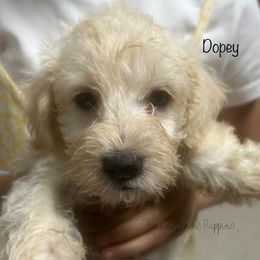 Dopey - White male Schnoodle puppy in Sedalia, Missouri from Farmer Brown's Puppies