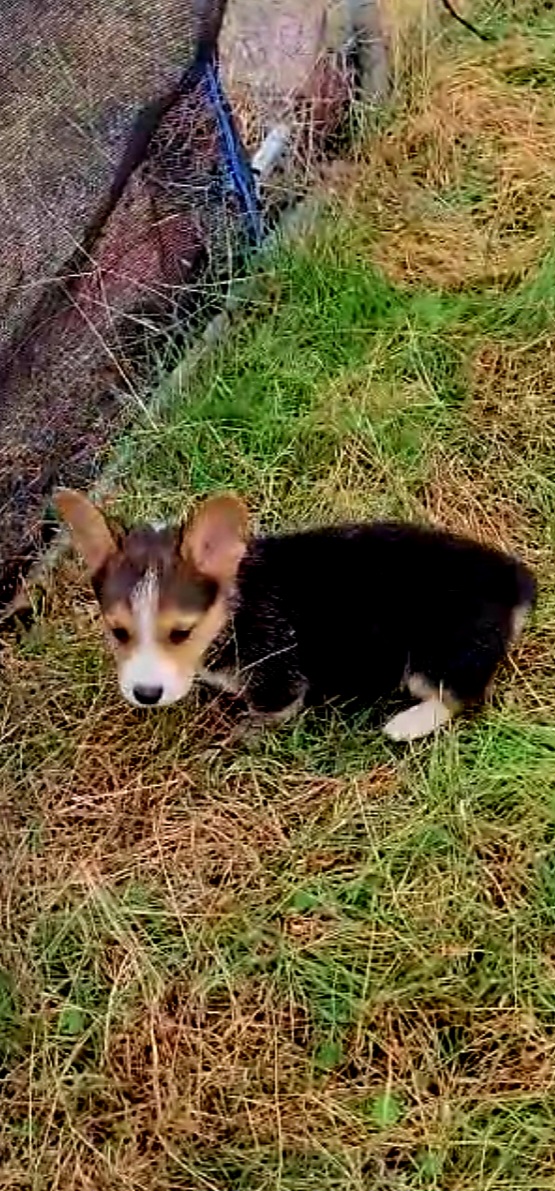 Glaceon - Black and tan female Pembroke Welsh Corgi puppy in Kingman, Kansas from Tiny Titans K9