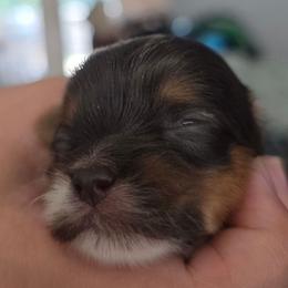 Girly - Chocolate, tan and white female Yorkshire Terrier puppy in Bucyrus, Ohio from Dyer's Beauties