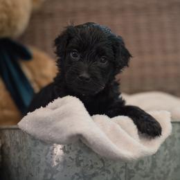 "Pink Girl Sky" Australian Labradoodle Puppies from Forever Friends Labradoodles