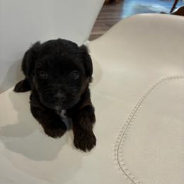 Jack - Black male Yorkipoo puppy in Brookings, South Dakota from Hofer Pups