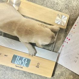 Golden Retriever Puppies from King's Golden Retrievers