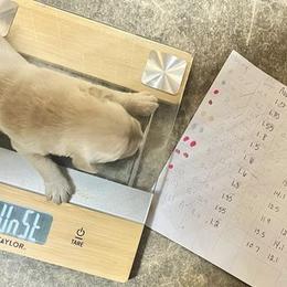 Golden Retriever Puppies from King's Golden Retrievers