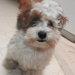 Shichon puppies from Smallstar Puppys