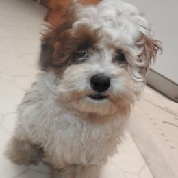 Shichon puppies from Smallstar Puppys