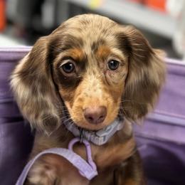 Dachshunds from Lengthydog.co