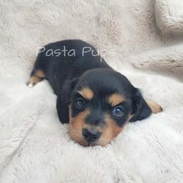 Barq's - Blue and cream male Dachshund puppy in Texarkana, Arkansas from Pasta Pups Miniature Dachshunds