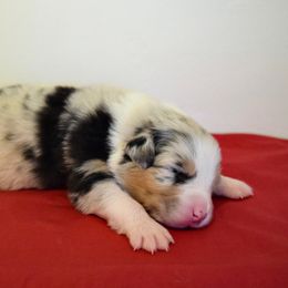 Australian Shepherd Puppies from Clay Ridge Australian Shepherds