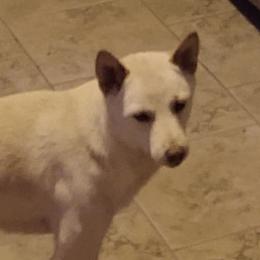 Foxy - Shiba Inu