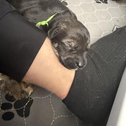 Giant Schnauzer Puppies from Bourbon Country Schnauzers