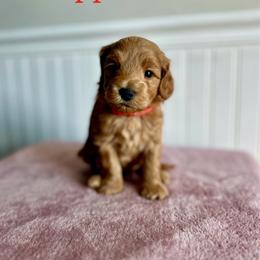 Apple Jacks - Red  male Goldendoodle puppy in Taylorsville, North Carolina from Heartfelt Doodles