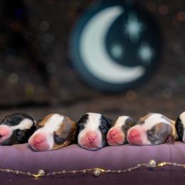 Border Collie, Papillon, Sporty Mix, and Whippet Puppies from Old Hemp Border Collies / Open Horizon Sport Dogs