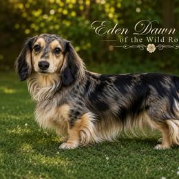 Eden - Dachshund