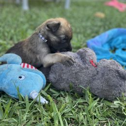 Belgian Malinois Puppies from Blue Shield Malinois