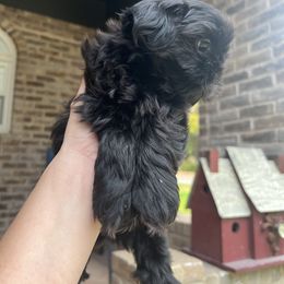 Cavapoo and Shihpoo Puppies from Haus of Doodles