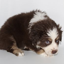 Miniature Australian Shepherd Puppies from Triple Branch Aussies