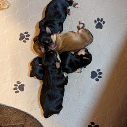 Morkie Puppies from Weiss's Puppies