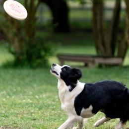 Border Collies from Cloudland bordercollie