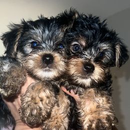 Yorkshire Terrier puppies from Little Yorkes of Boston