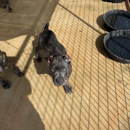 Girl 5 - Gray female Cane Corso puppy in Granbury, Texas from Revolutions Kennel