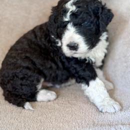Otis - Black and white male Bernedoodle puppy in Grant City, Missouri from Timberline Paws