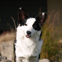 Cardigan Welsh Corgis from Visions Cardigan Welsh Corgis