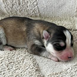 Ann - Sable and white female Siberian Husky puppy in Union Grove, Alabama from Southern Siberian Life