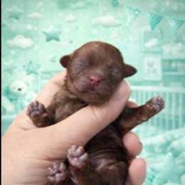 Red male - Red male Shih Tzu puppy in Shinnston, West Virginia from Melissa's World of Shih Tzus