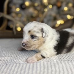 Miniature Australian Shepherd Puppies from Quartz Creek Aussies