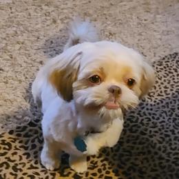 Kitsy - Shih Tzu