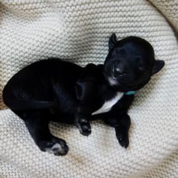 Vincent ( Van Gogh) - Black and white male Aussiedoodle puppy in Davie, Florida from Miami Mini Doodles